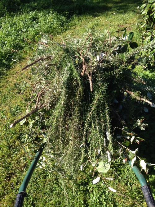 a wheelbarrow full of rosemary, the bees really like the flowers too!