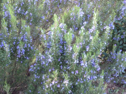 the bees like the buds of the rosemary, just like me